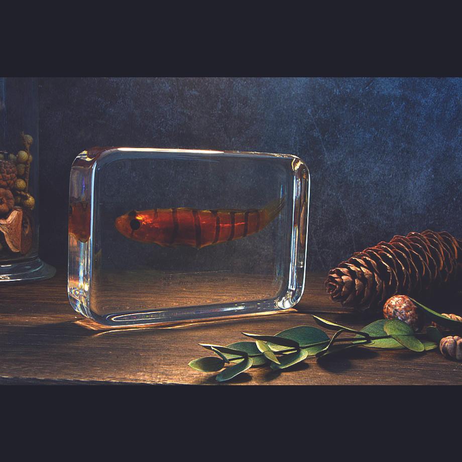 キヌバリ樹脂封入標本 4L (木製標本箱入り) | 18枚目