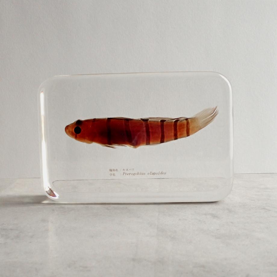 キヌバリ樹脂封入標本 4L (木製標本箱入り) | 5枚目