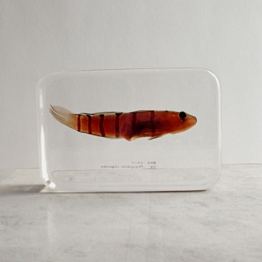 キヌバリ樹脂封入標本 4L (木製標本箱入り) | 6枚目