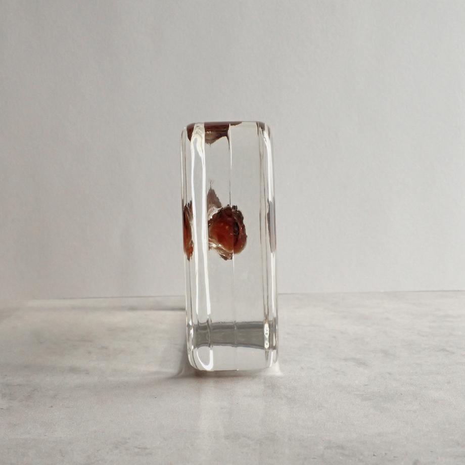 キヌバリ樹脂封入標本 4L (木製標本箱入り) | 7枚目