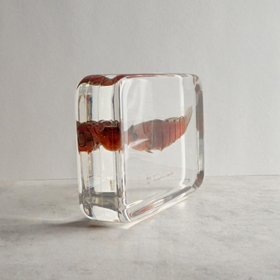 キヌバリ樹脂封入標本 4L (木製標本箱入り) | 8枚目