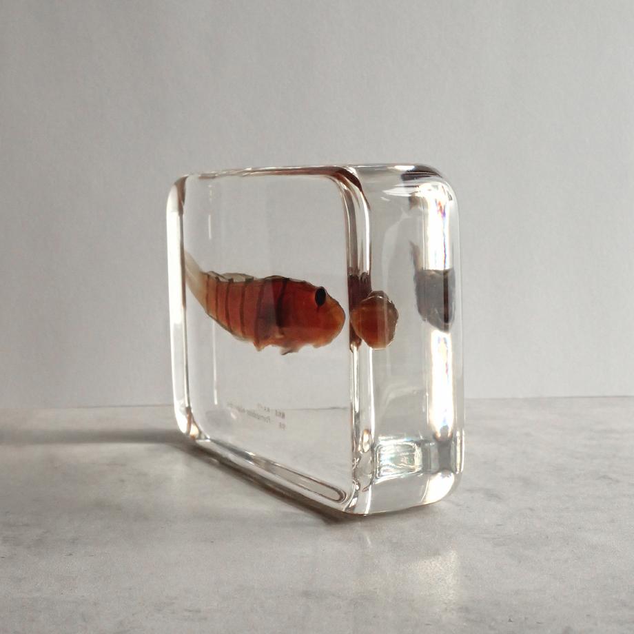 キヌバリ樹脂封入標本 4L (木製標本箱入り) | 9枚目