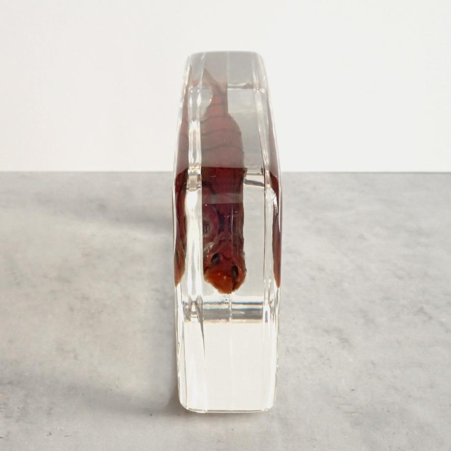 キヌバリ樹脂封入標本 4L (木製標本箱入り) | 10枚目