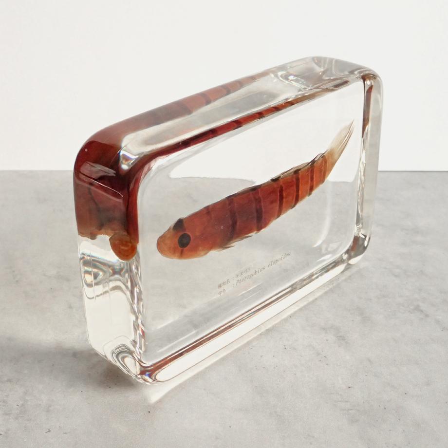 キヌバリ樹脂封入標本 4L (木製標本箱入り) | 11枚目