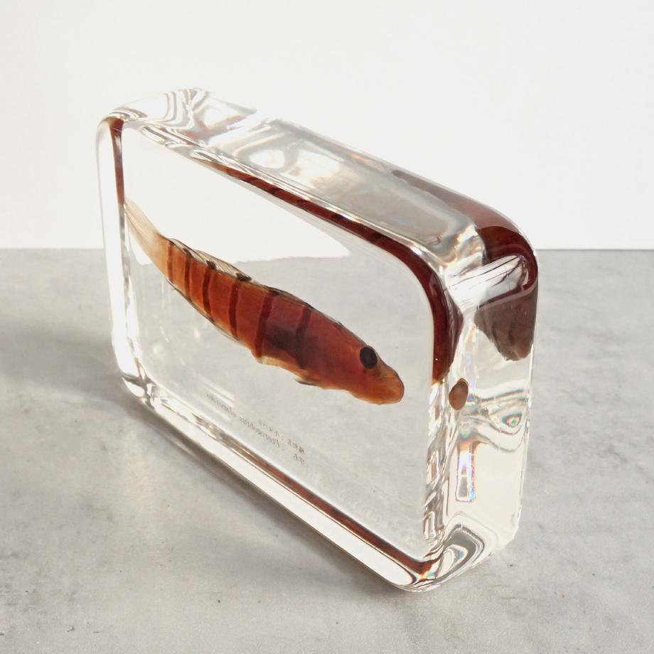 キヌバリ樹脂封入標本 4L (木製標本箱入り) | 12枚目