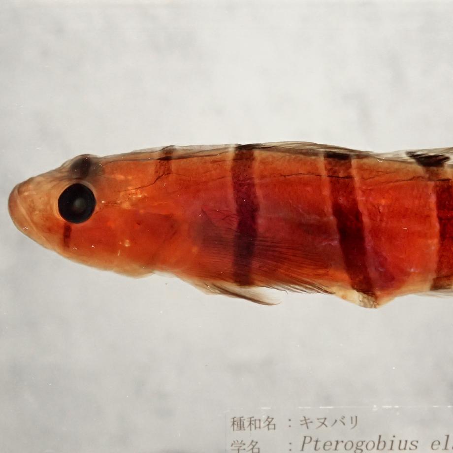 キヌバリ樹脂封入標本 4L (木製標本箱入り) | 13枚目