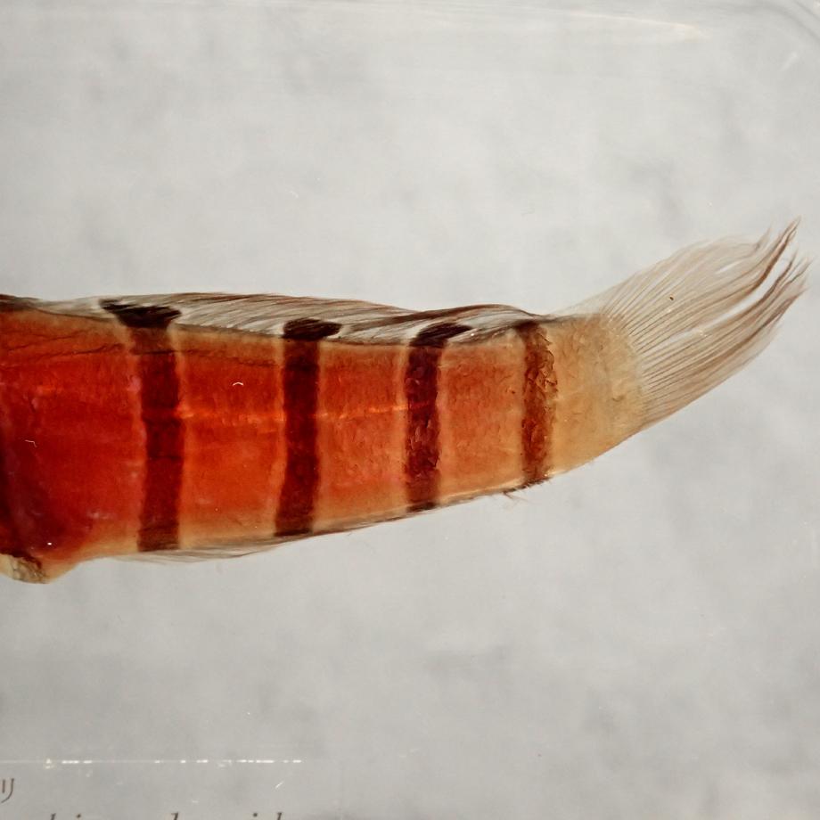 キヌバリ樹脂封入標本 4L (木製標本箱入り) | 14枚目