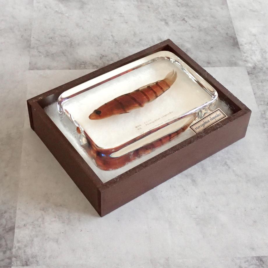 キヌバリ樹脂封入標本 4L (木製標本箱入り) | 15枚目