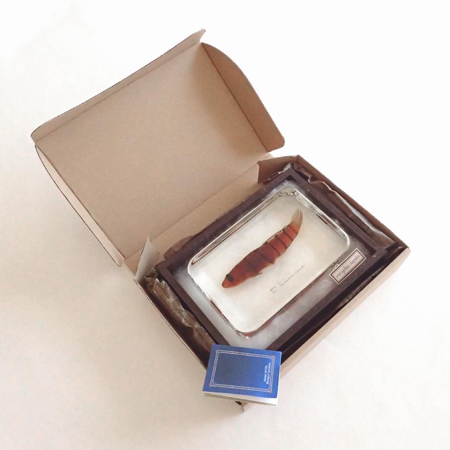 キヌバリ樹脂封入標本 4L (木製標本箱入り) | 16枚目