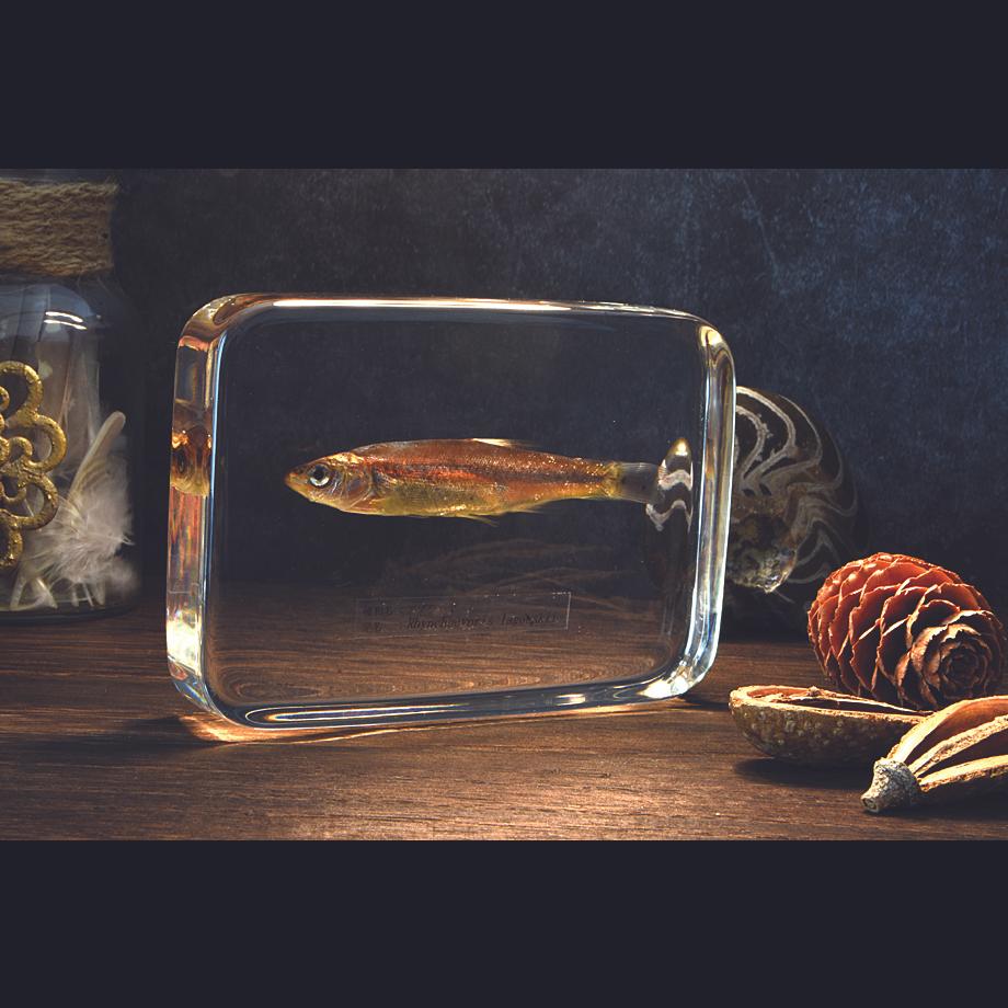 アブラハヤ樹脂封入標本 3L (木製標本箱入り) | 18枚目