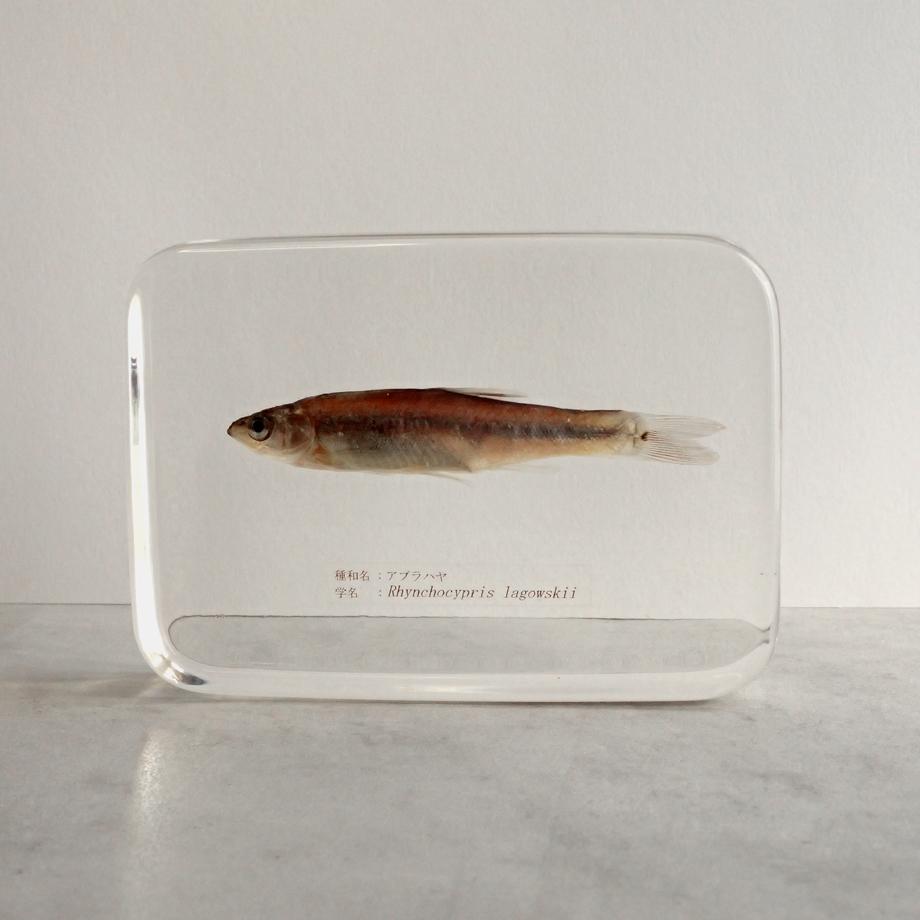 アブラハヤ樹脂封入標本 3L (木製標本箱入り) | 5枚目