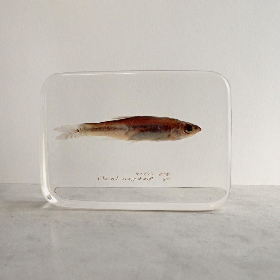 アブラハヤ樹脂封入標本 3L (木製標本箱入り) | 6枚目