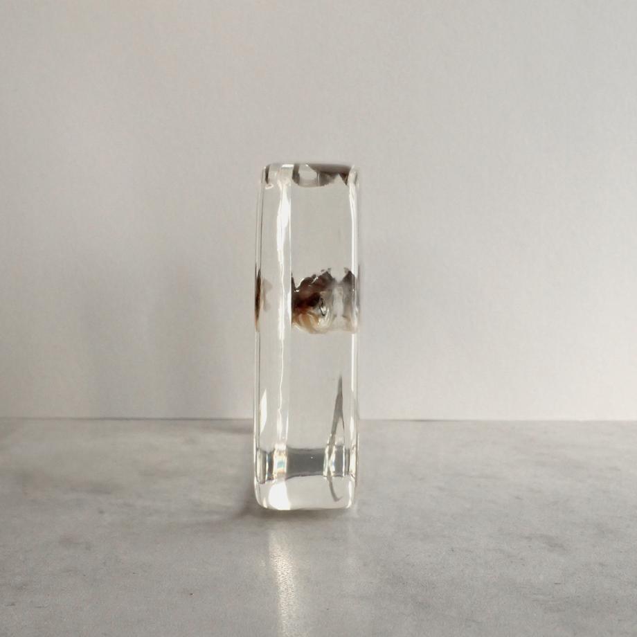 アブラハヤ樹脂封入標本 3L (木製標本箱入り) | 7枚目