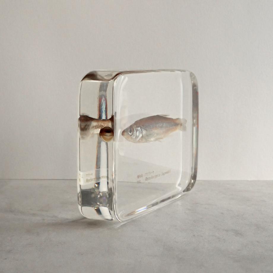 アブラハヤ樹脂封入標本 3L (木製標本箱入り) | 8枚目