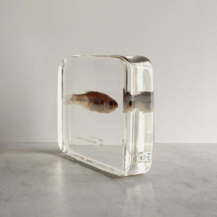 アブラハヤ樹脂封入標本 3L (木製標本箱入り) | 9枚目