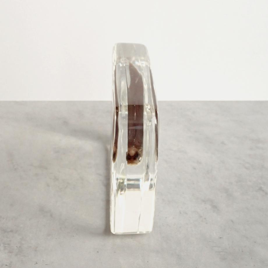 アブラハヤ樹脂封入標本 3L (木製標本箱入り) | 10枚目