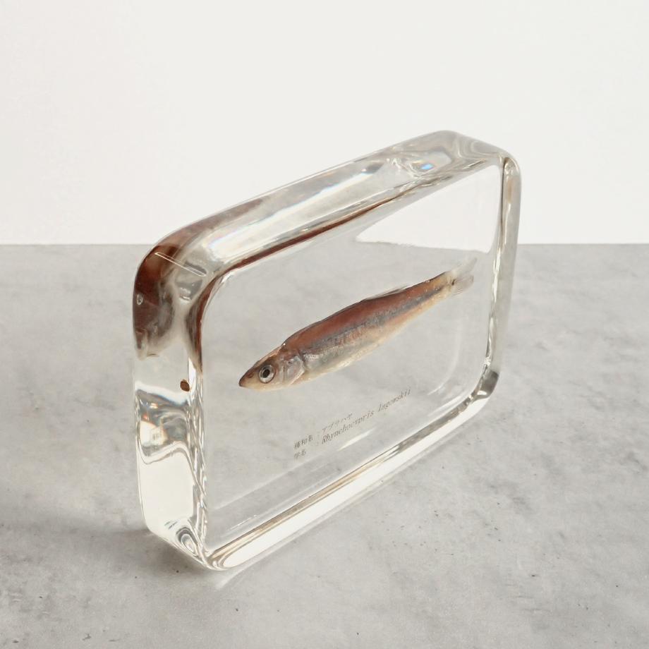 アブラハヤ樹脂封入標本 3L (木製標本箱入り) | 11枚目