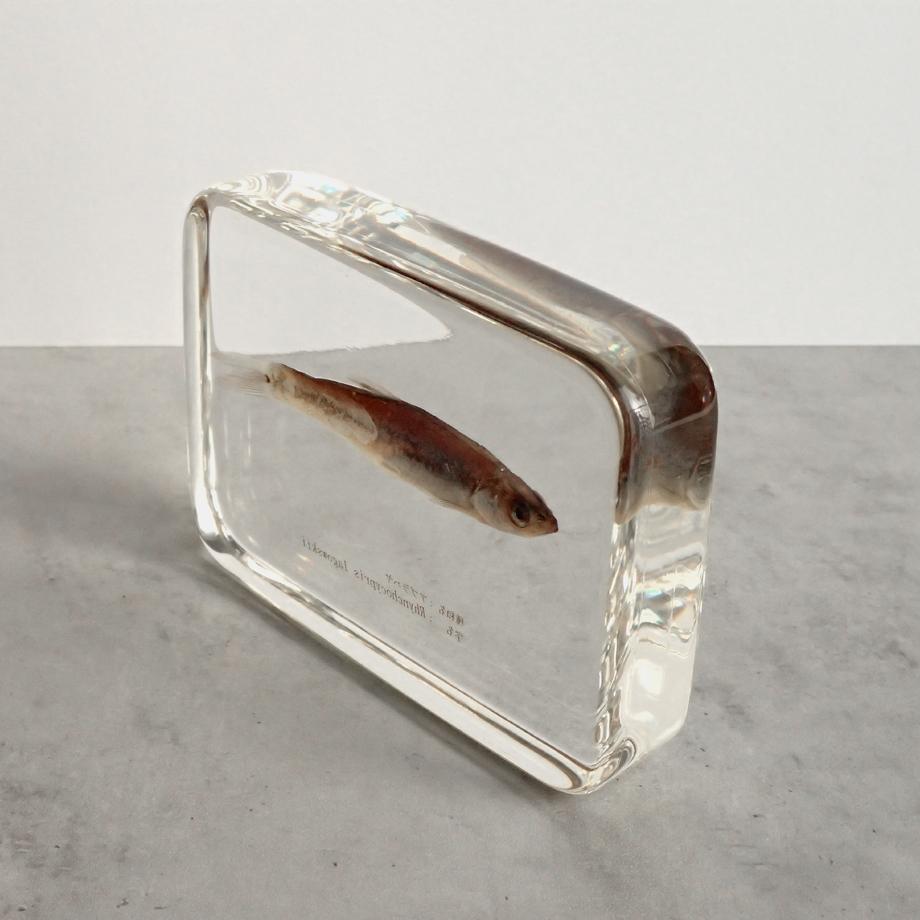 アブラハヤ樹脂封入標本 3L (木製標本箱入り) | 12枚目