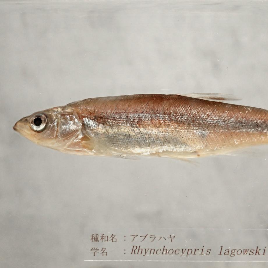 アブラハヤ樹脂封入標本 3L (木製標本箱入り) | 13枚目