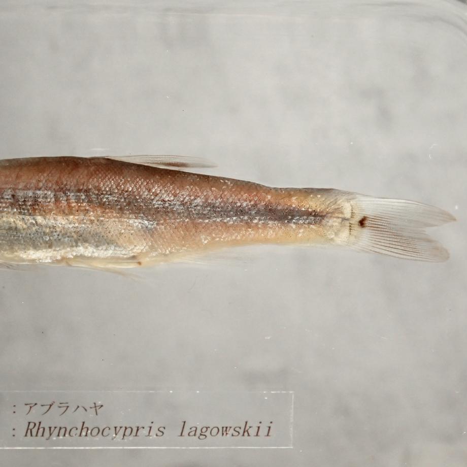 アブラハヤ樹脂封入標本 3L (木製標本箱入り) | 14枚目