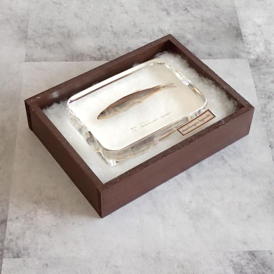 アブラハヤ樹脂封入標本 3L (木製標本箱入り) | 15枚目