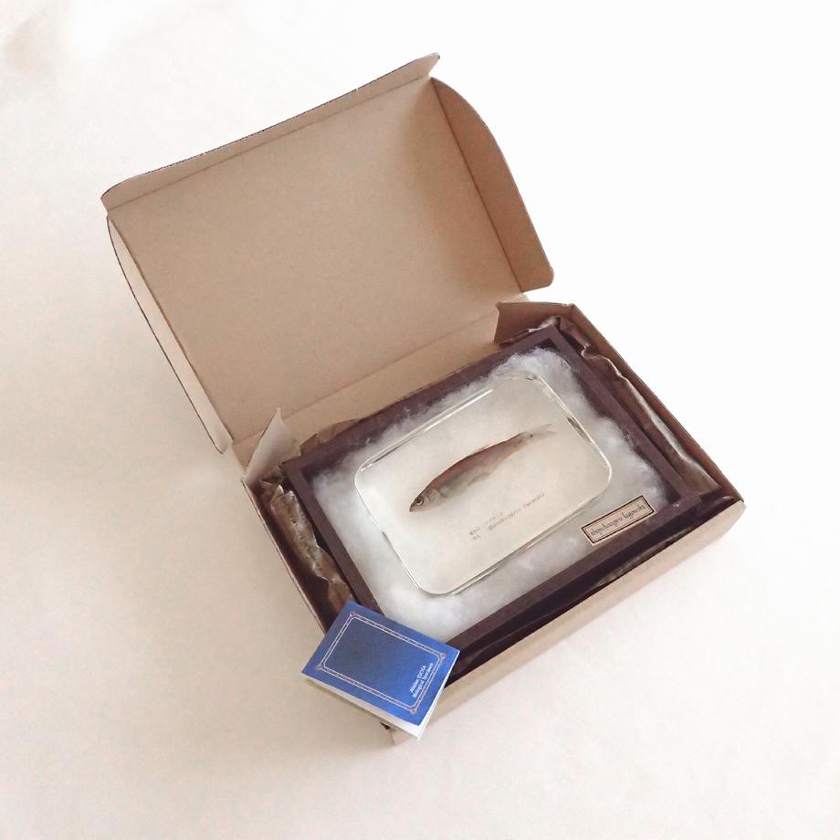 アブラハヤ樹脂封入標本 3L (木製標本箱入り) | 16枚目