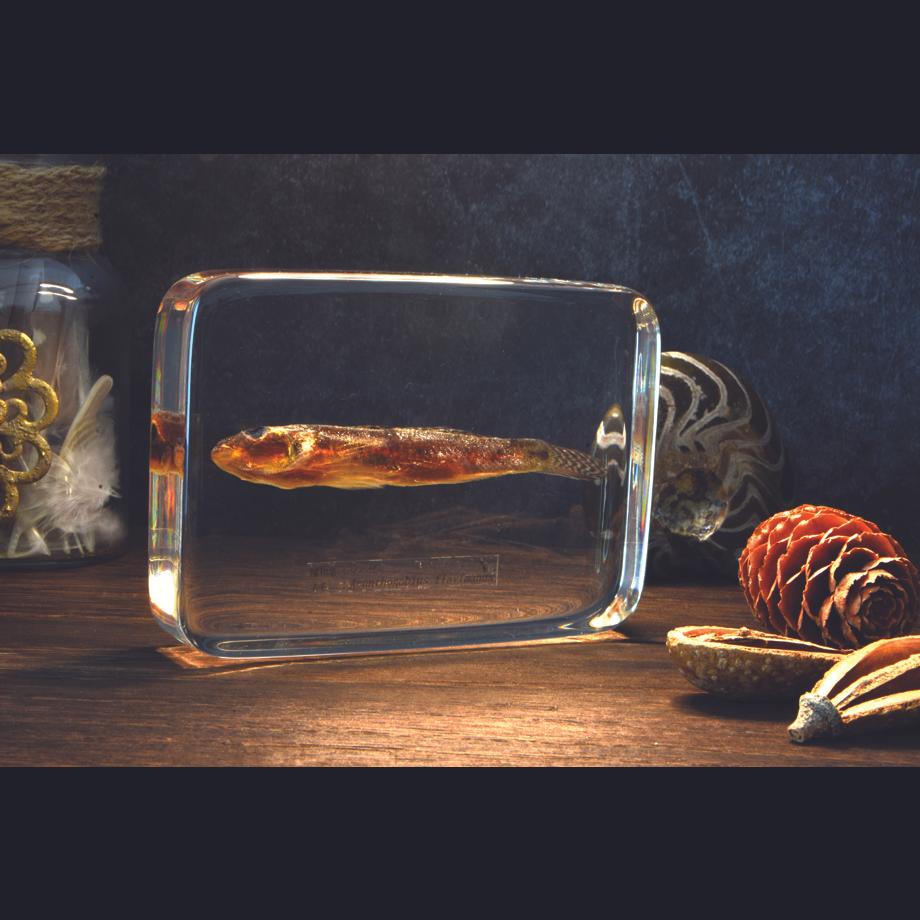 マハゼ樹脂封入標本 3L (木製標本箱入り) | 18枚目