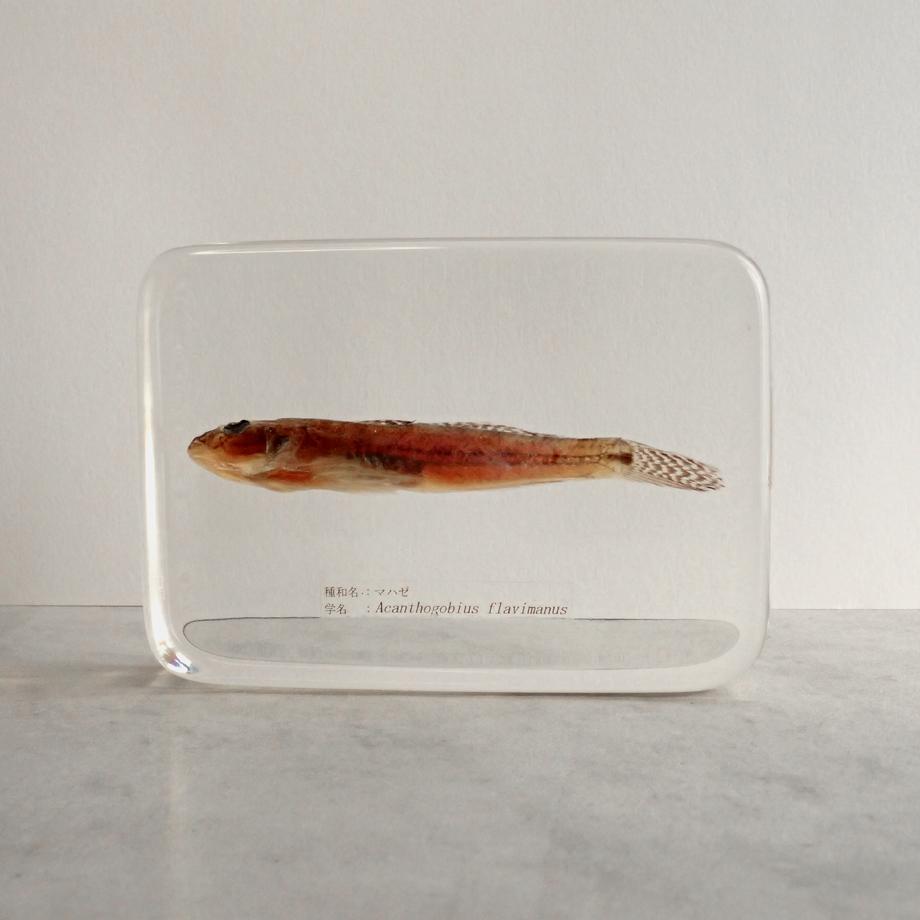 マハゼ樹脂封入標本 3L (木製標本箱入り) | 5枚目