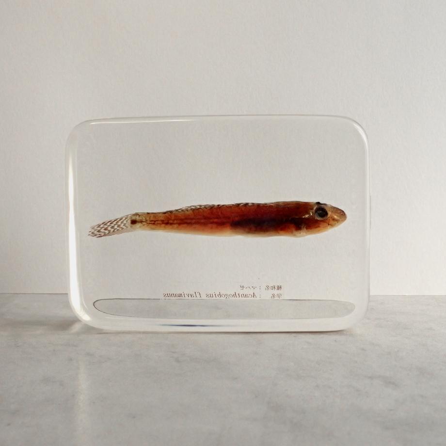 マハゼ樹脂封入標本 3L (木製標本箱入り) | 6枚目