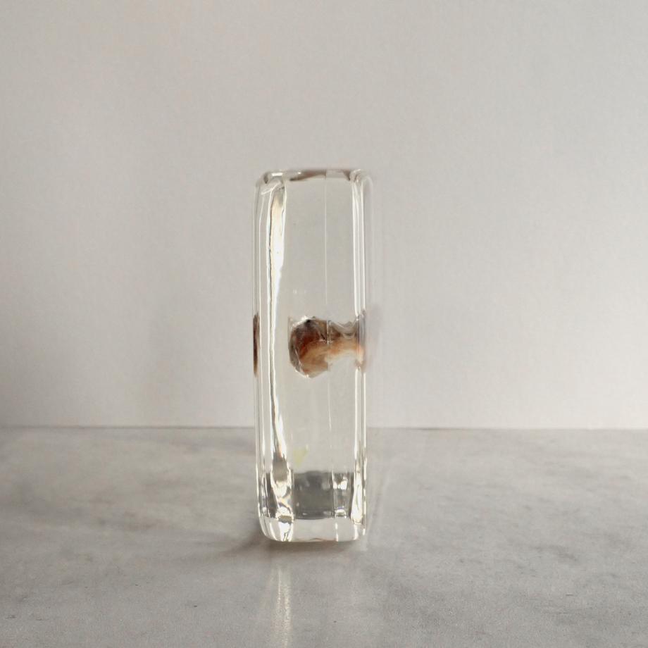 マハゼ樹脂封入標本 3L (木製標本箱入り) | 7枚目