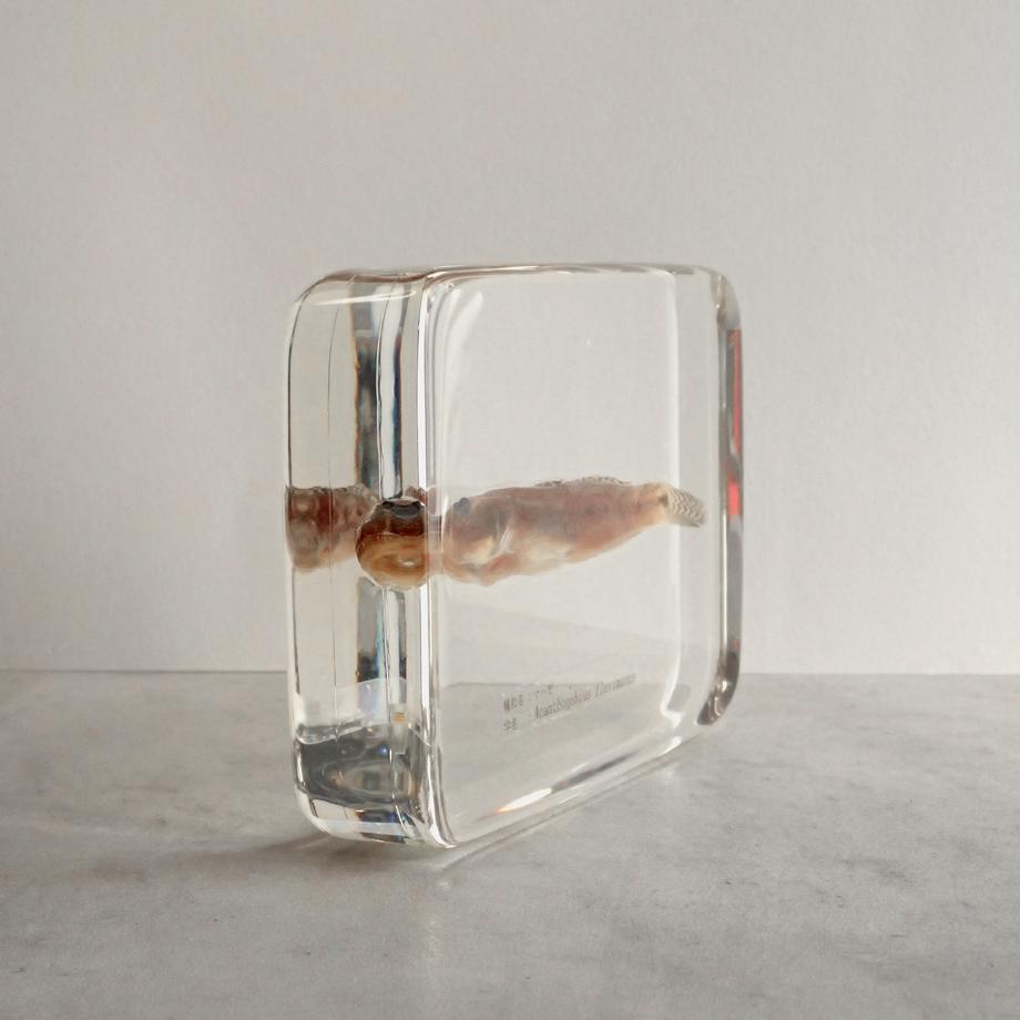 マハゼ樹脂封入標本 3L (木製標本箱入り) | 8枚目