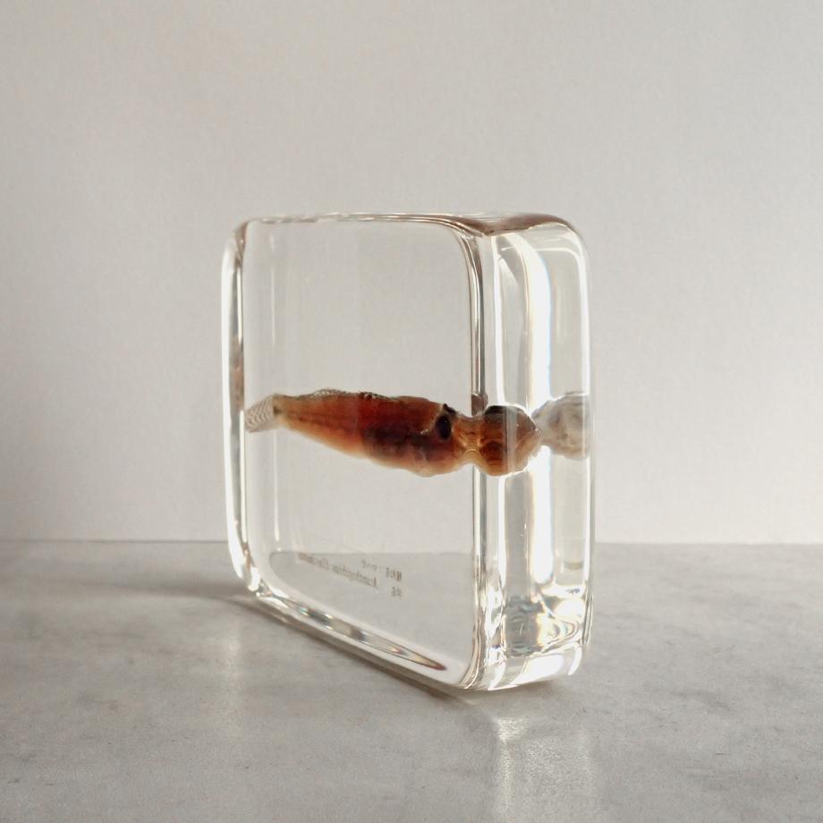 マハゼ樹脂封入標本 3L (木製標本箱入り) | 9枚目