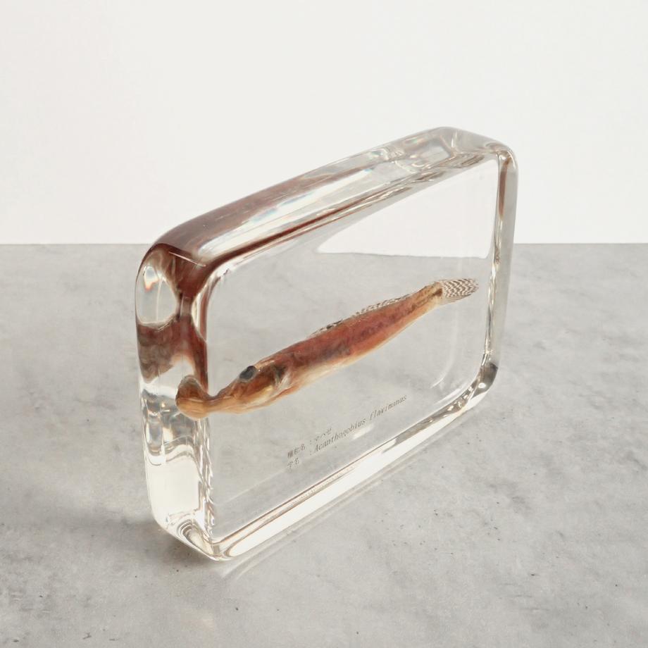 マハゼ樹脂封入標本 3L (木製標本箱入り) | 11枚目