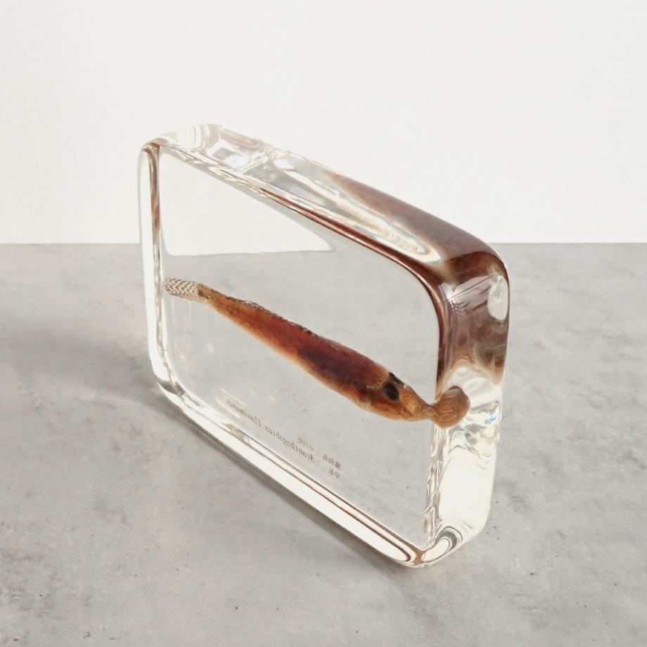 マハゼ樹脂封入標本 3L (木製標本箱入り) | 12枚目