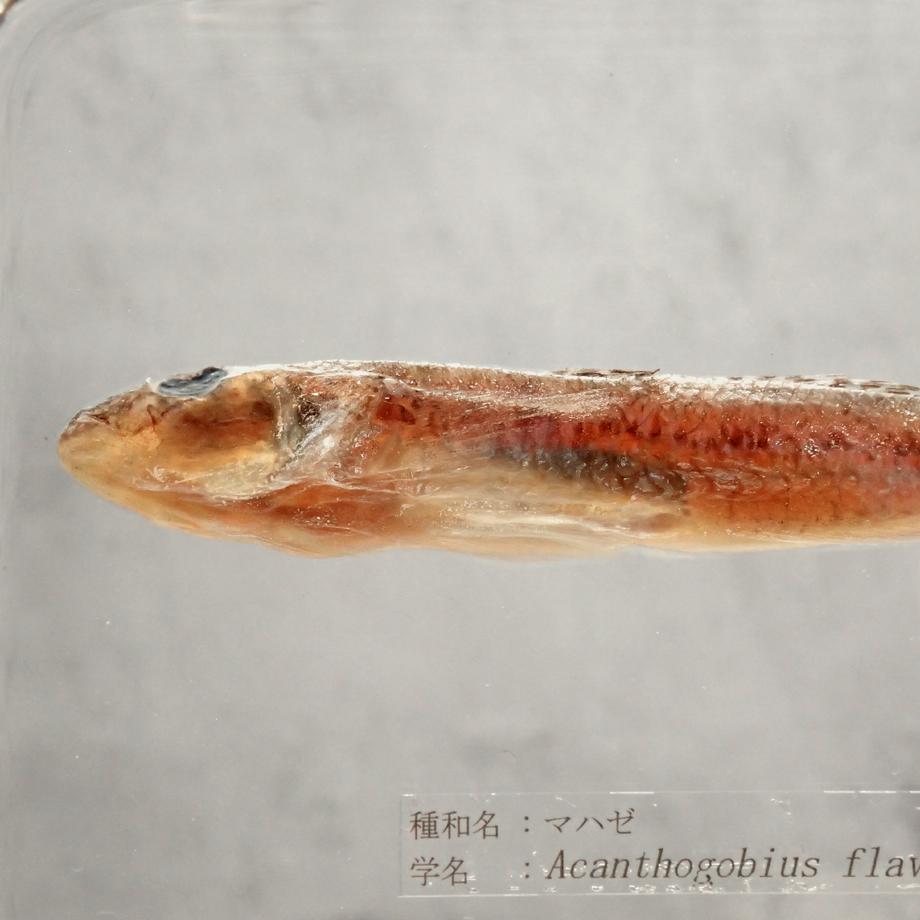 マハゼ樹脂封入標本 3L (木製標本箱入り) | 13枚目