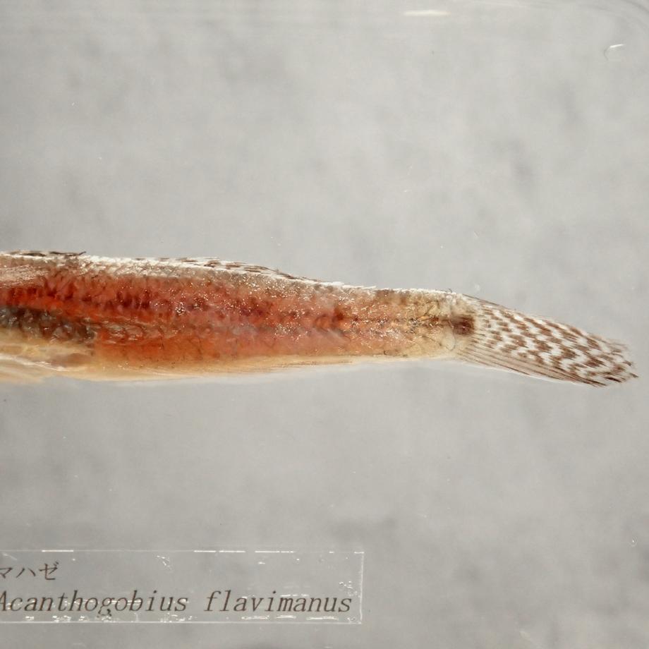 マハゼ樹脂封入標本 3L (木製標本箱入り) | 14枚目