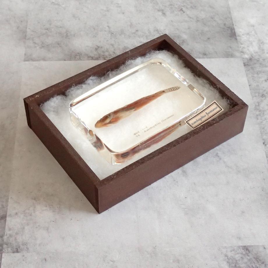 マハゼ樹脂封入標本 3L (木製標本箱入り) | 15枚目