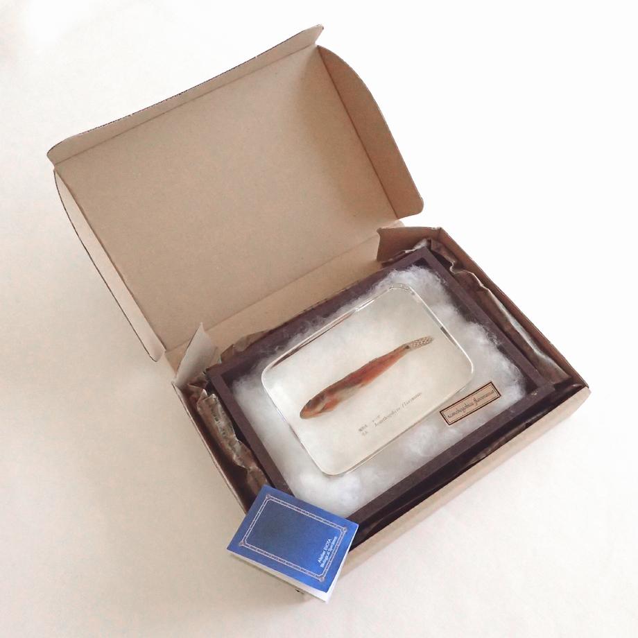 マハゼ樹脂封入標本 3L (木製標本箱入り) | 16枚目