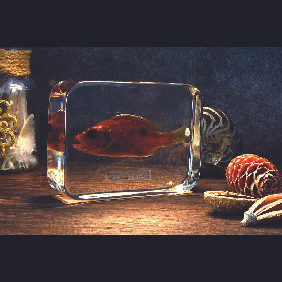 クロホシフエダイ樹脂封入標本 3L (木製標本箱入り) | 20枚目