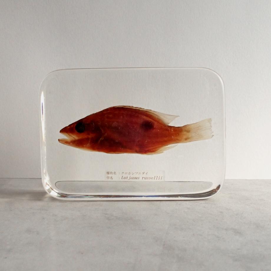 クロホシフエダイ樹脂封入標本 3L (木製標本箱入り) | 7枚目