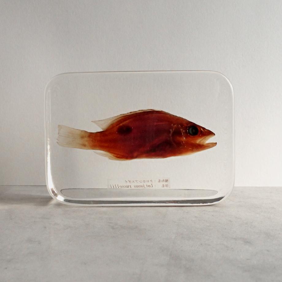 クロホシフエダイ樹脂封入標本 3L (木製標本箱入り) | 8枚目