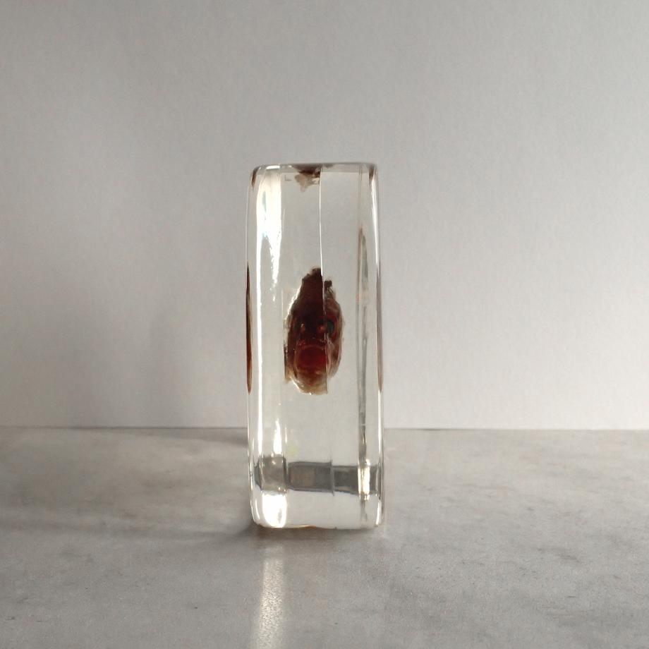 クロホシフエダイ樹脂封入標本 3L (木製標本箱入り) | 9枚目