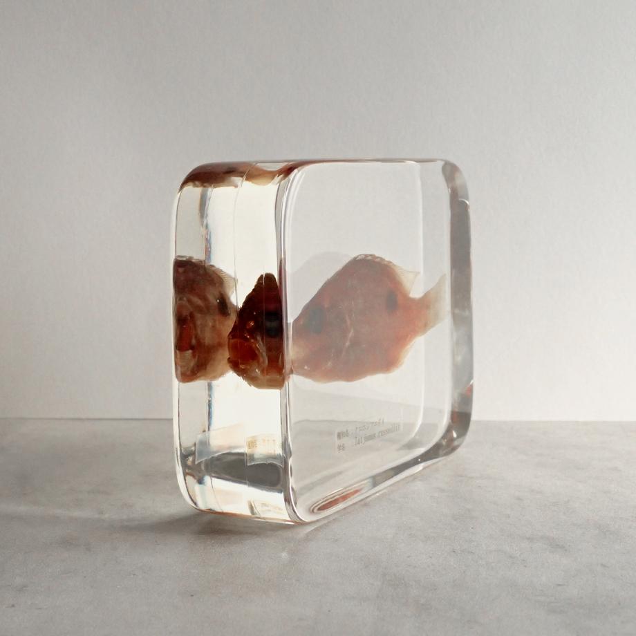 クロホシフエダイ樹脂封入標本 3L (木製標本箱入り) | 10枚目