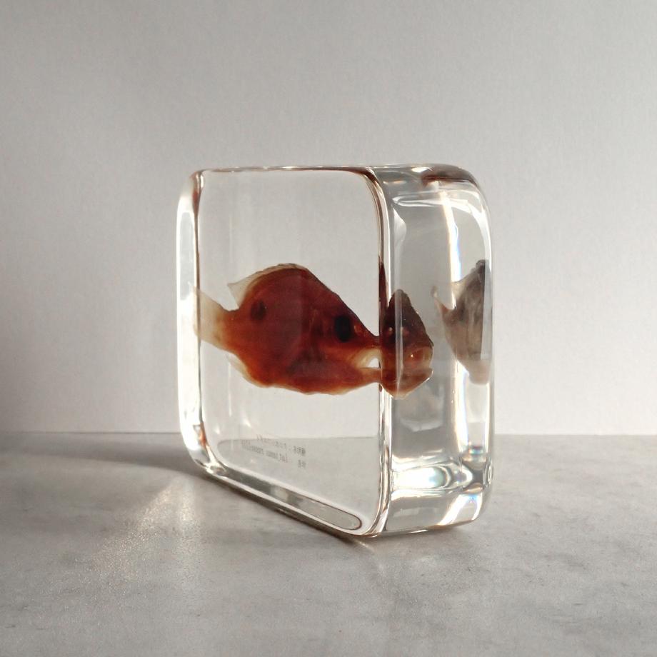 クロホシフエダイ樹脂封入標本 3L (木製標本箱入り) | 11枚目