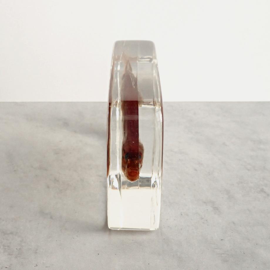 クロホシフエダイ樹脂封入標本 3L (木製標本箱入り) | 12枚目