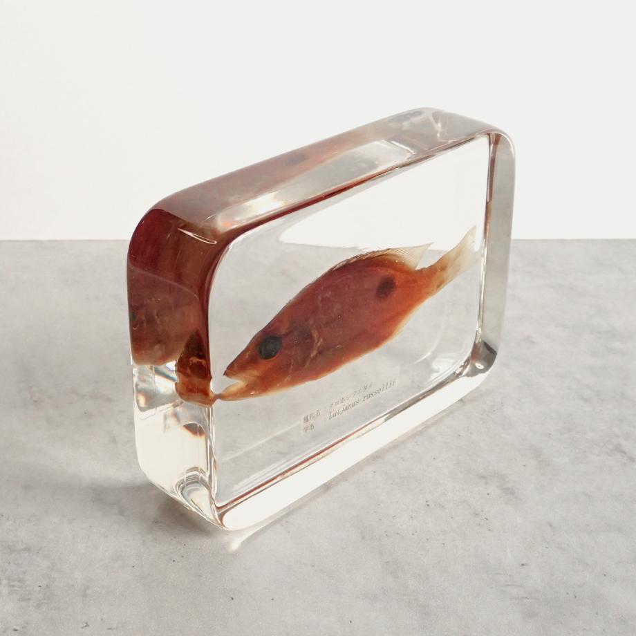 クロホシフエダイ樹脂封入標本 3L (木製標本箱入り) | 13枚目