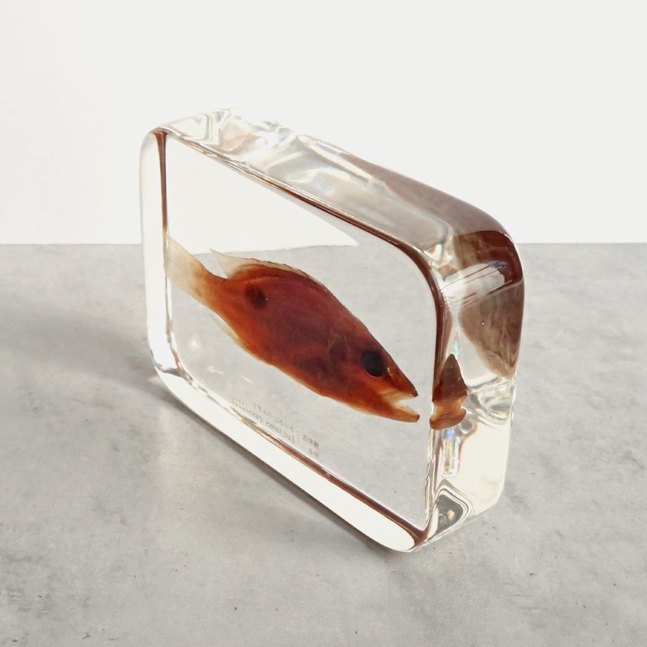 クロホシフエダイ樹脂封入標本 3L (木製標本箱入り) | 14枚目