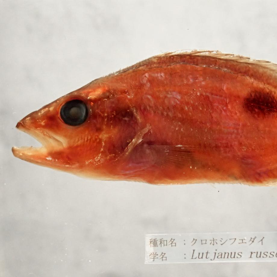 クロホシフエダイ樹脂封入標本 3L (木製標本箱入り) | 15枚目