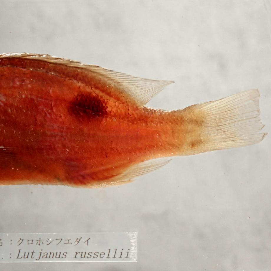 クロホシフエダイ樹脂封入標本 3L (木製標本箱入り) | 16枚目
