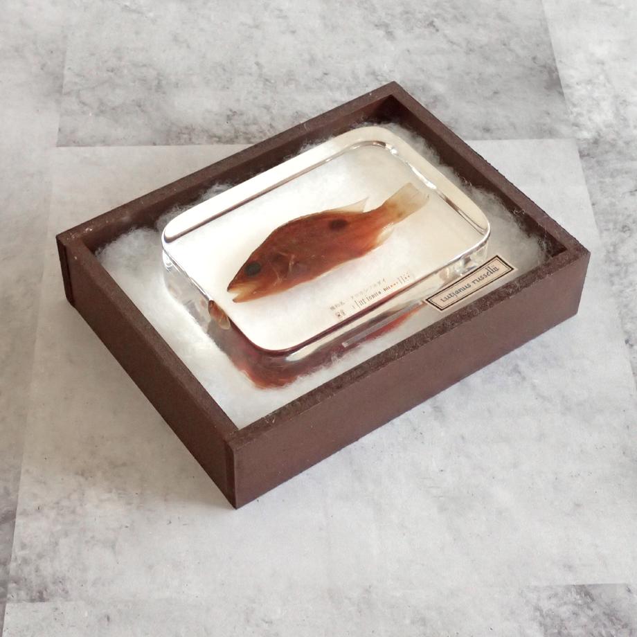 クロホシフエダイ樹脂封入標本 3L (木製標本箱入り) | 17枚目